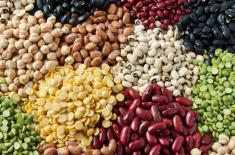 Pulses major source of protein for human food