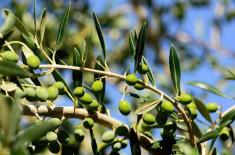 Green gold of mountains: Olive trees transforming ..
