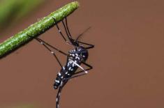 Kamal chairs meeting on dengue situation