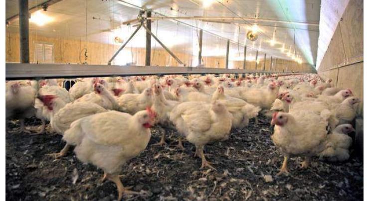 Attempt to supply dead chickens foiled, 300kg confiscated and destroyed
