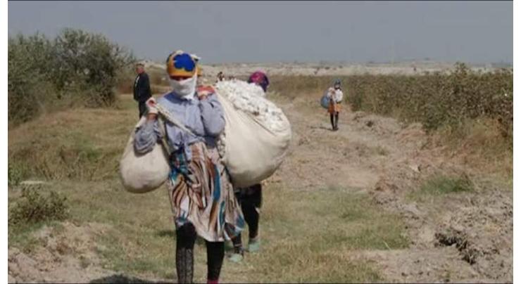 Cotton picking must be carried out from 10:00 am to 4:00 pm