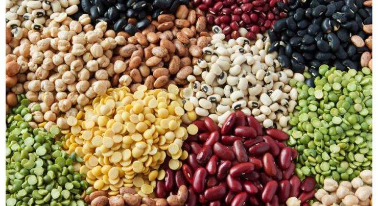 Pulses major source of protein for human food