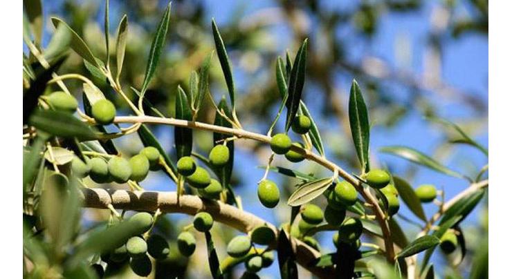 Green gold of mountains: Olive trees transforming Malakand, erstwhile Fata