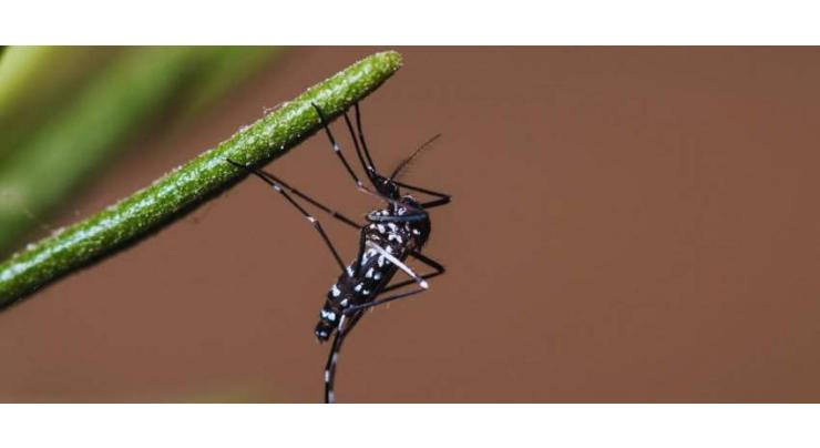 Kamal chairs meeting on dengue situation