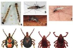 Arthropods responsible for 50pcdiseases: experts