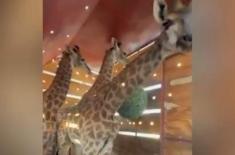 Giraffes return to Lahore Safari Park after eight ..