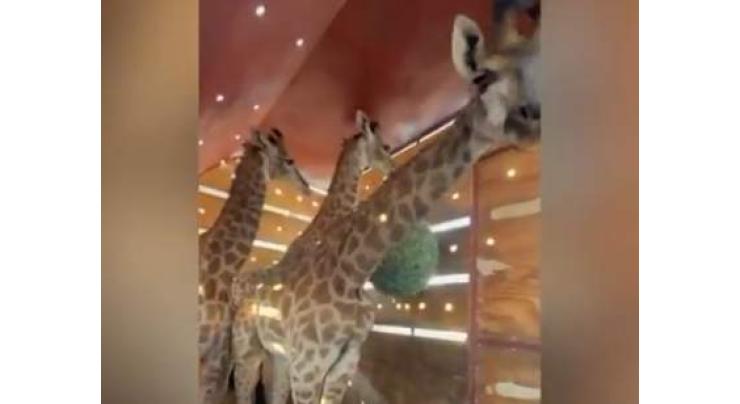 Giraffes return to Lahore Safari Park after eight years, bring joy to children, families