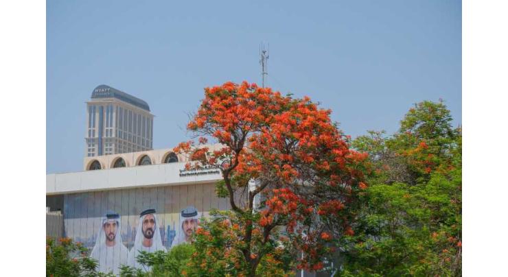Hamdan bin Mohammed celebrates 'Flame Tree', directs expansion of its planting in streets, homes, public parks in Dubai
