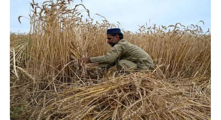 No compromise on transparency in wheat procurement: Sindh Minister
