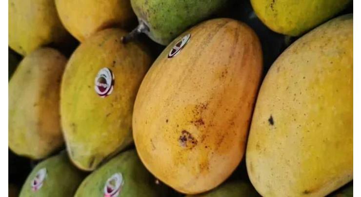 PHDEC launches Mango Bagging project to promote export culture