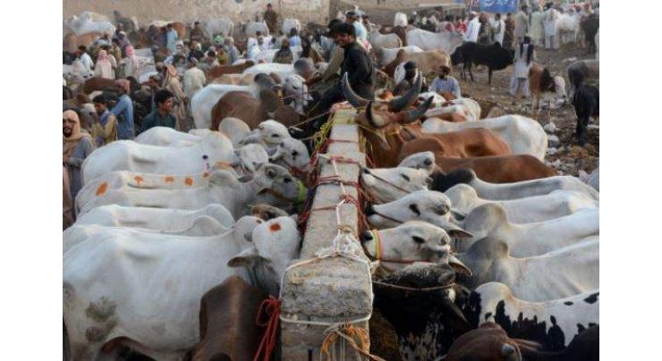 Soaring livestock prices hit consumers hard as Eidul Azha markets open across Pakistan