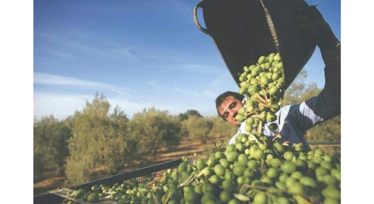 Pakistan offers strategic investment opportunities to portugal in olive Vlvalue chain
