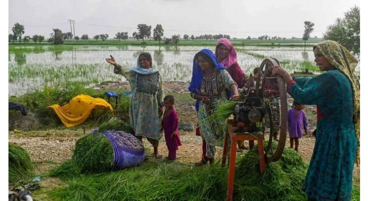 Advisory issued to protect crops from monsoon