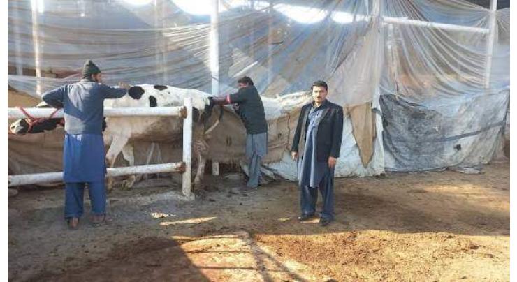 Livestock Director inspects civil veterinary hospitals