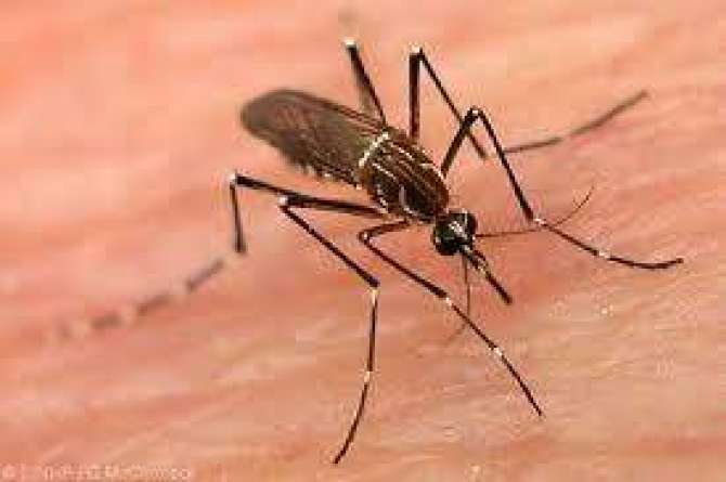 Mausam Sarma Mein Dengue Ki Maujoodgi, Hukumat Karkardagi Par Sawalia Nishan