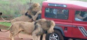 abnormal attack of lions