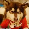 Dog of son of world's richest chinese