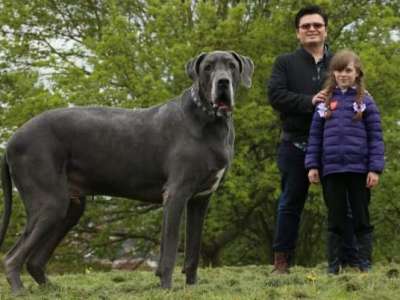 Britain biggest dog