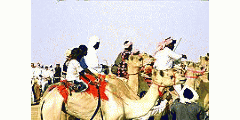 Camel Race Arboon ka pasandedah Mashgala