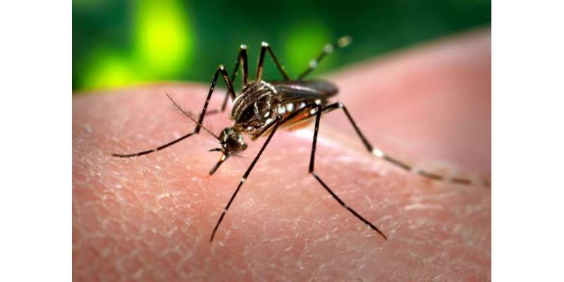 Barishoon K Baad Dengue Virus Phir Sar Uthane Laga