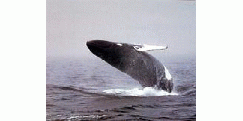 Whale machliyooN pey pabandio