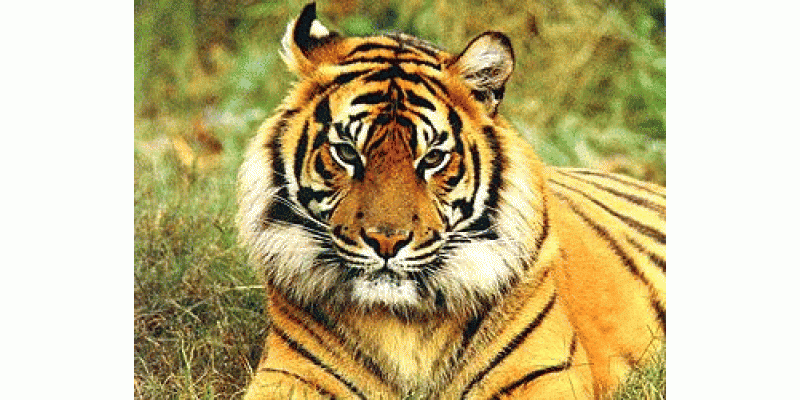Bengal Tigers In Ki Nasaal Khatme Ka shikar
