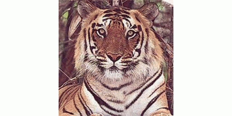 Indian Tigers ki nasaal ka khatma