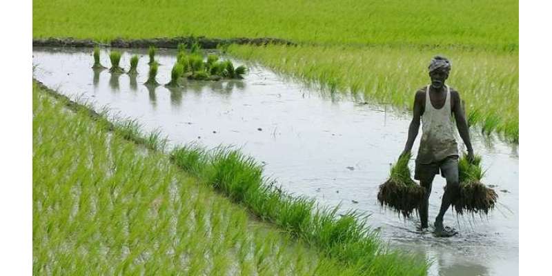 Rice Industry Tabahi K Dhanay Par
