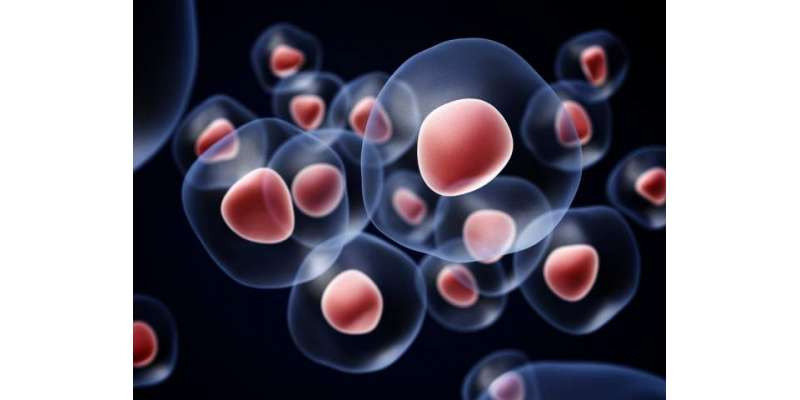 Stem-cell therapy a revolutionary way to cure diseases