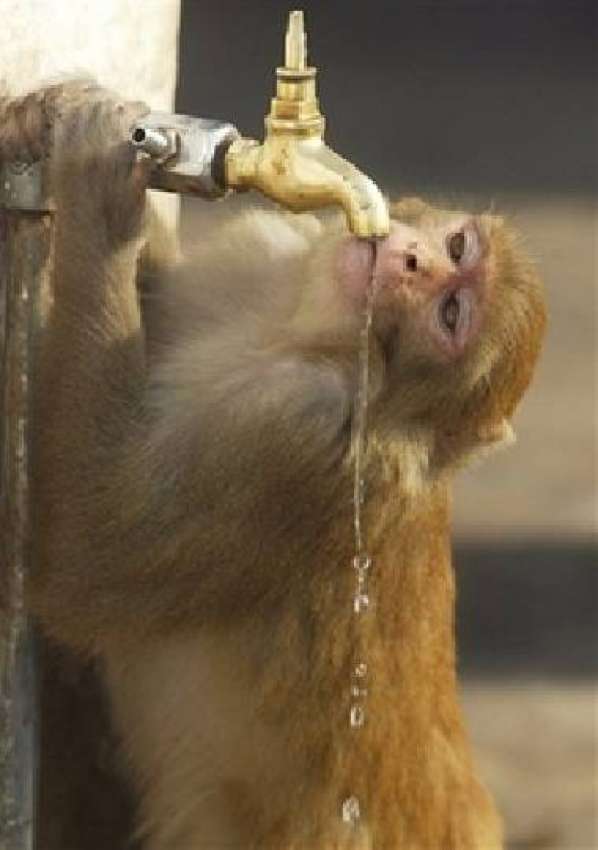 سرینگر، والڈ لائف ویک کے دوران ایک بندر نل سے پانی پی رہا ..