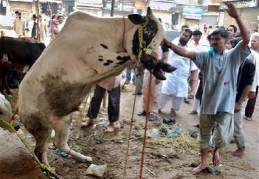 لاہور، قربانی کے لئے ایک گائے کو ذبح کرنے کی کوششیں‌ کی ..