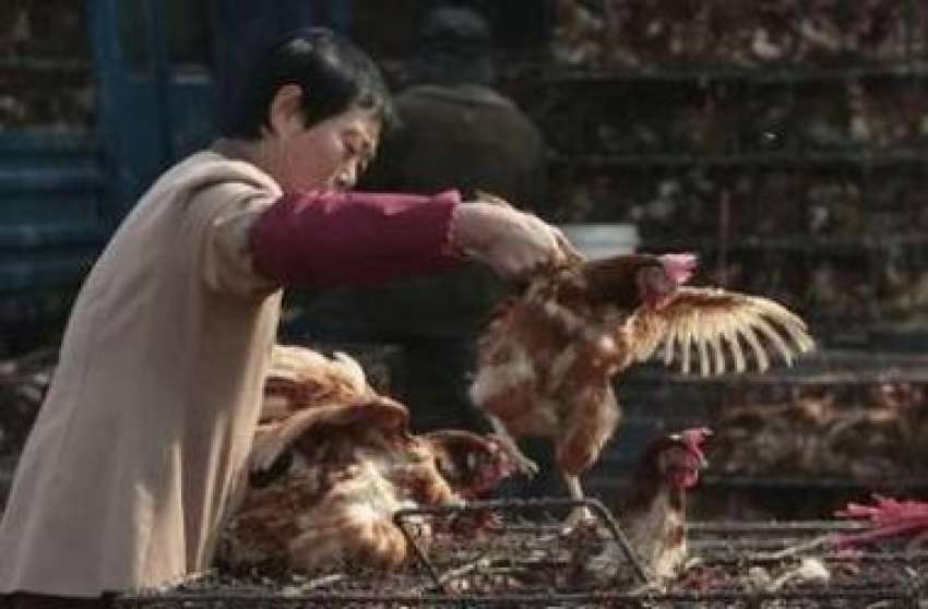 چین، ایک خریدار پولٹری فارم سے مرغیاں خرید رہا ہے، برڈ فلو ..