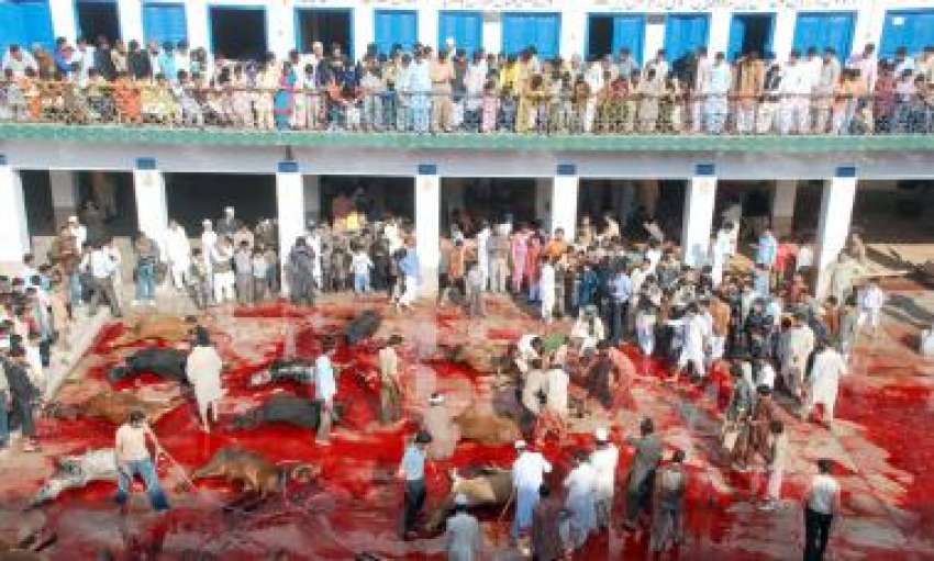 لاہور، عید الاضحی پر بچے قربانی کے لائے گئے جانوروں کو ذبح ..
