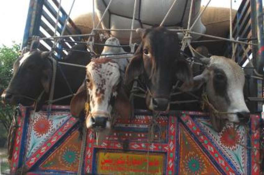 اسلام آباد:عید کی آمد پر قربانی کے جانوروں کو بیچنے کیلئے ..