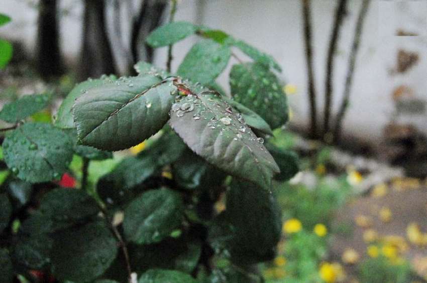 پشاور: صوبائی دارالحکومت میں بارش کے بعد پتوں پر پڑی بوندوں ..