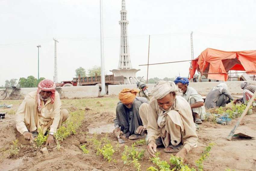 لاہور، پی ایچ اے کے ملازم مینار پاکستان میں پودے لگا رہے ..