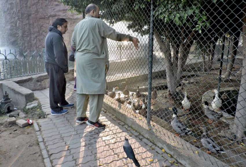 لاہور، جیلانی پارک میں ایک شہری بطخوں کو خوراک ڈال رہا ہے۔