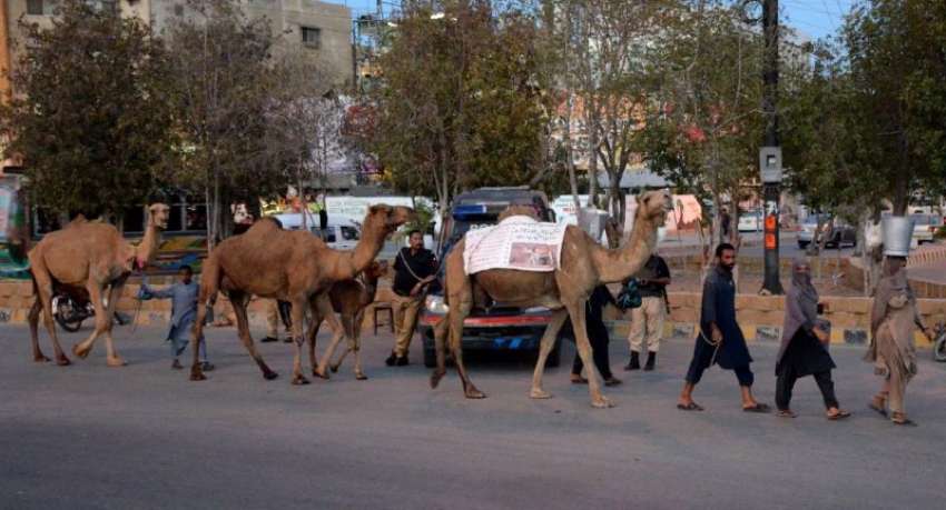 کراچی: دیہاتی ،کرا چی شہر میں اونٹنیوں کا دودھ فروخت کر رہے ..