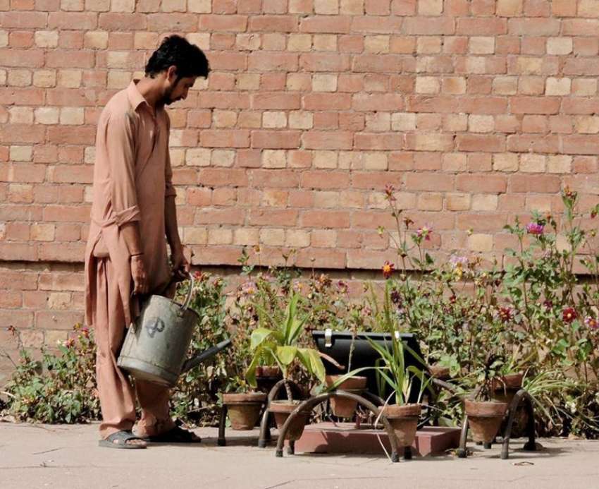 لاہور: الحمراء ہال کے صحن میں رکھے پودوں کو مالی پانی دے ..