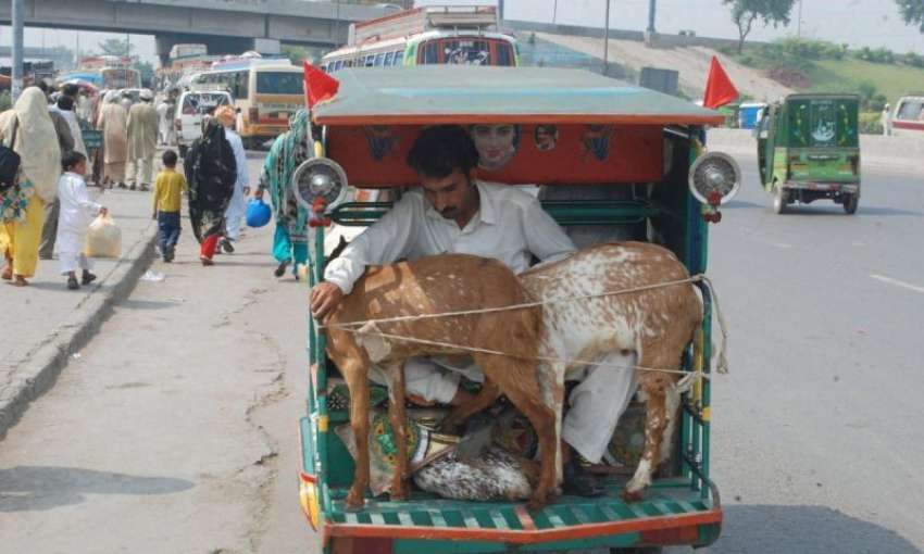 لاہور: ایک شخص چنگچی رکشے میں بکریاں لے جا رہا ہے۔