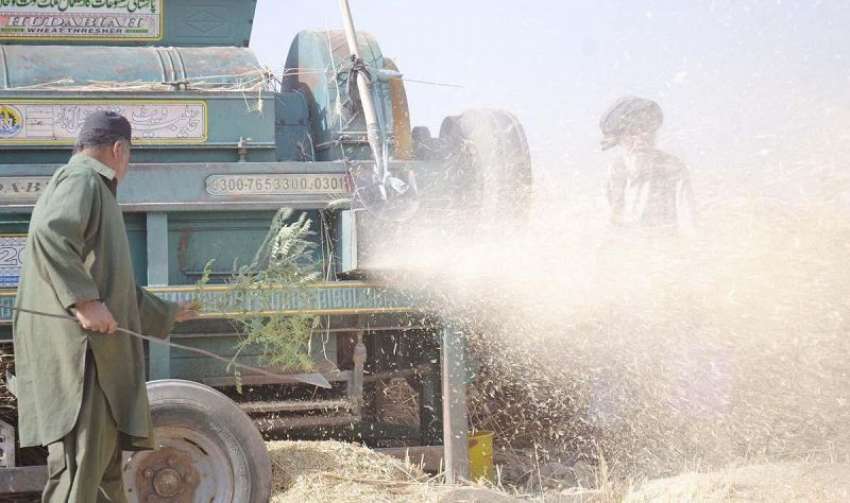 کوئٹہ: کسان گندم کی کٹائی کے بعد تھریشر کے ذریعے گندم اور ..