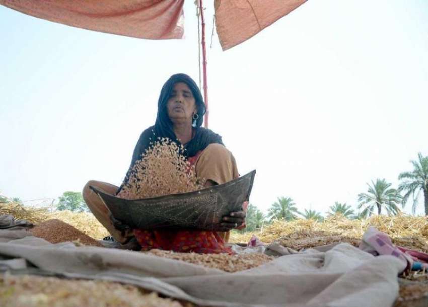 فیصل آباد: عمر رسیدہ خاتون گندم کے دانوں کی صفائی کے کام ..