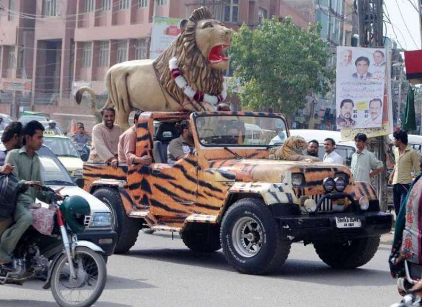 راولپنڈی: میٹرو بس کے افتتاح کے سلسلے میں کارکن شیر کا نشانل ..