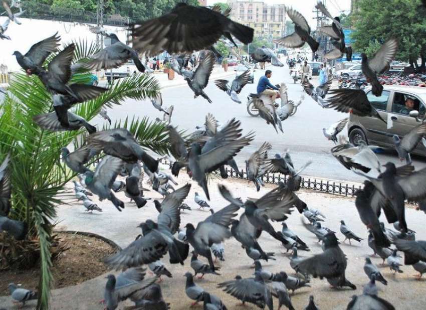 لاہور: مال روڈ پر کبوتر دانا دنکا چگ رہے ہیں۔