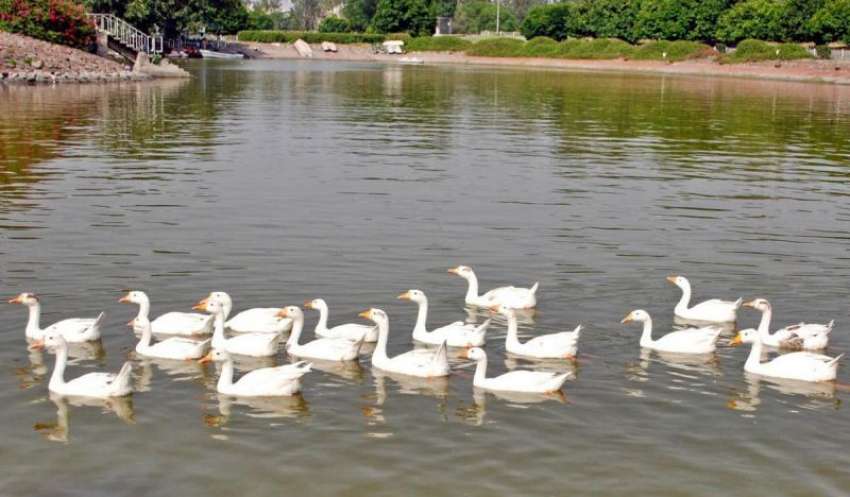لاہور: گلشن اقبال پارک کی منوعی جھیل میں بطخیں پانی میں تیر ..