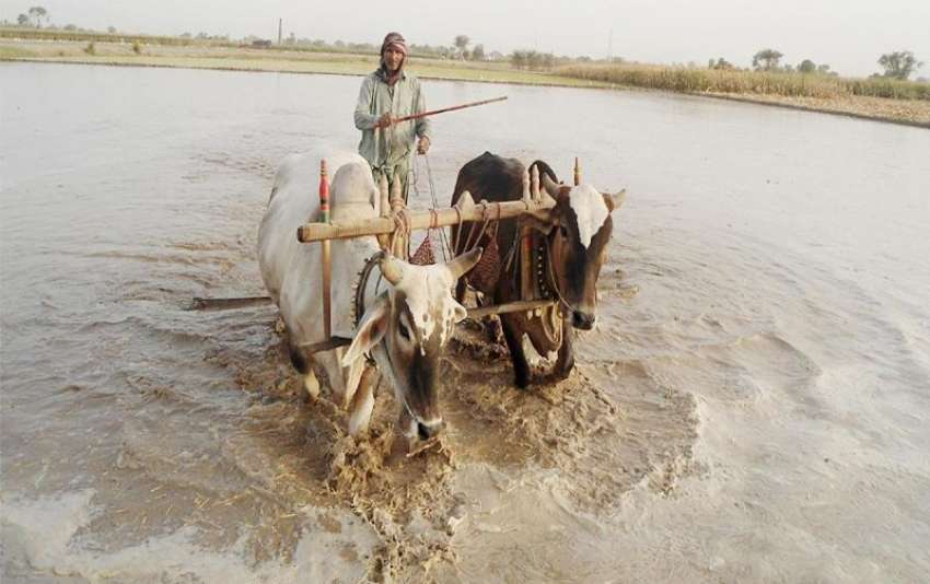 حویلی لکھا: نواحی دیہات میں ایک کسان تپتی دھوپ میں مونجھی ..