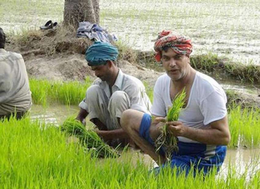 نارووال: کاشتکار دھان کی فصل کی بوائی میں مصروف ہیں۔