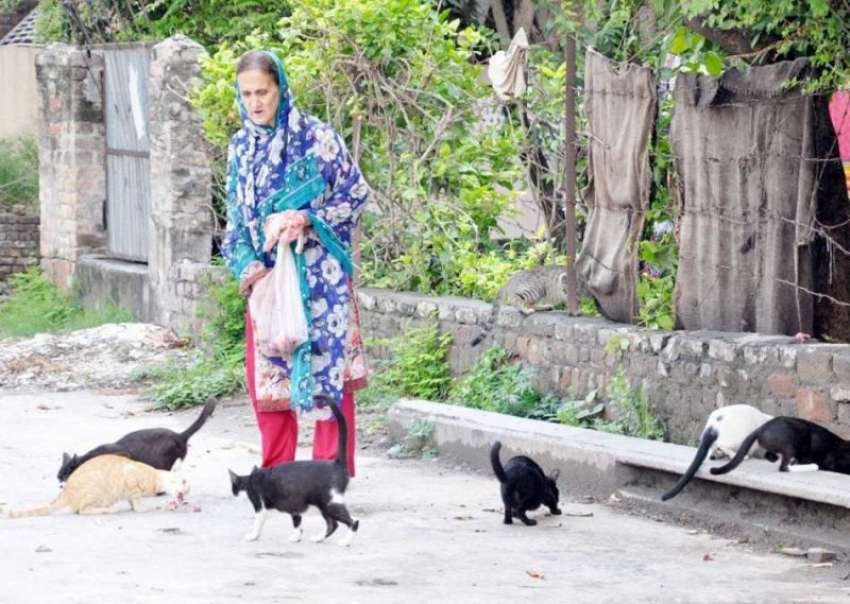 راولپنڈی: ایک معمر خاتون بلیوں کو صدقے کا گوشت ڈال رہی ہے۔