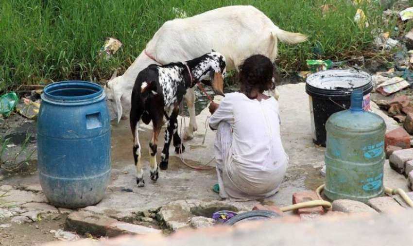 لاہور: ایک بچی اپنی بکریوں کو پیار کرتے ہوئے۔