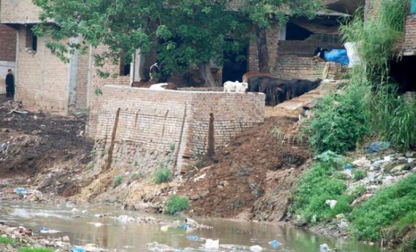 راولپنڈی: خیابات سر سید میں بھینسوں کا باڑہ جس کی گندگی نالہ ..